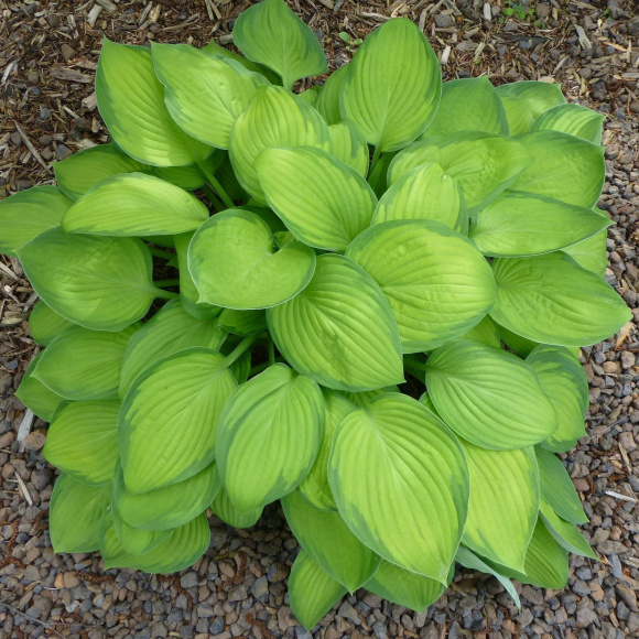 Хоста Голд Стандарт (Gold Standard) [L] купить с доставкой