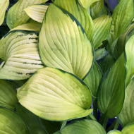 Хоста Голд Стандарт (Gold Standard) [L]