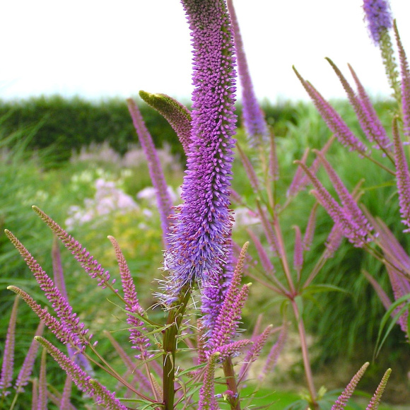 Вероникаструм Фасцинэйшн (Fascination) купить с доставкой Вероникаструм Фасцинэйшн (Fascination) купить с доставкой