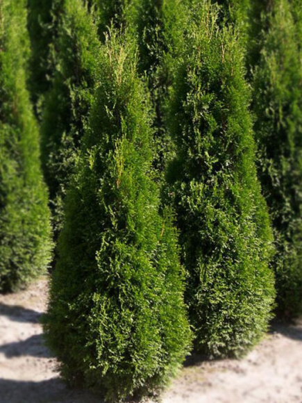 Туя западная Пирамидалис Компакта (Pyramidalis Compacta) купить с доставкой