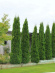 Туя западная Пирамидалис Компакта (Pyramidalis Compacta) купить с доставкой