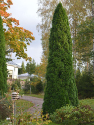 Туя западная Пирамидалис Компакта (Pyramidalis Compacta)