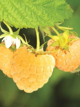 Малина Беглянка