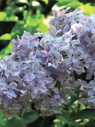 Сирень Мадам Шарль Суше (Mme Charles Souchet)