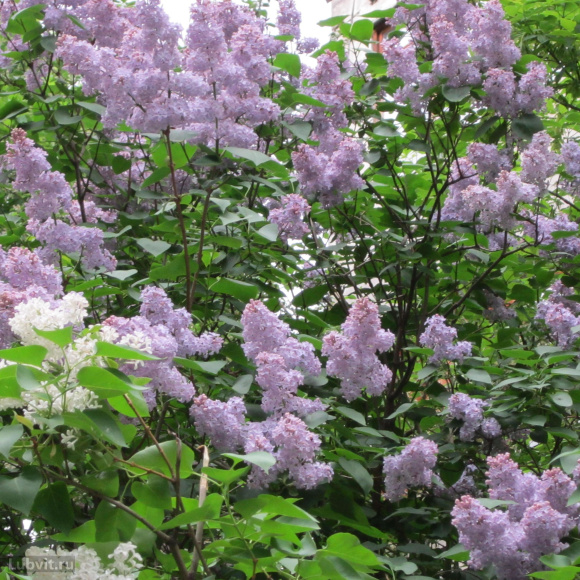 Сирень Мадам Шарль Суше (Mme Charles Souchet) купить с доставкой Сирень Мадам Шарль Суше (Mme Charles Souchet) купить с доставкой