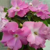 Бальзамин Рококо Жозефина (Rokoko Josephine) Бальзамин Рококо Жозефина (Rokoko Josephine)