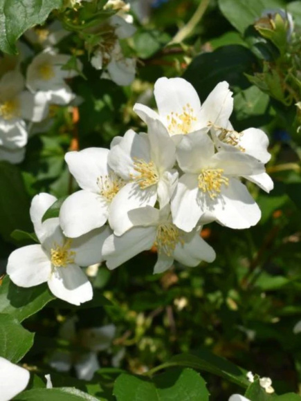 Чубушник Балет Мотыльков купить с доставкой