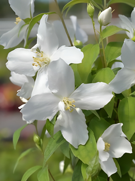 Чубушник Балет Мотыльков купить с доставкой