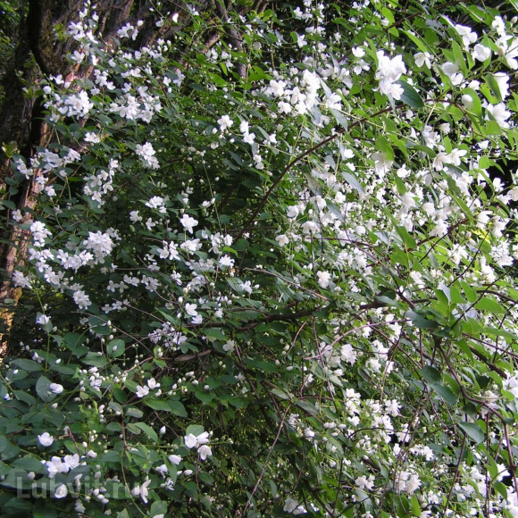 Чубушник Балет Мотыльков купить с доставкой