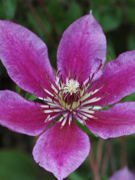 Клематис Темптейшен (Temptation) купить с доставкой