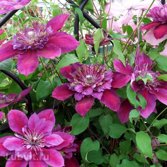 Клематис Темптейшен (Temptation) купить с доставкой
