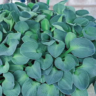 Хоста Блю Маус Иэрс (Blue Mouse Ears) [S]