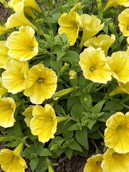 Петуния вегетативная Сюрпрайз Канари Еллоу (Surprise Canary Yellow) купить с доставкой