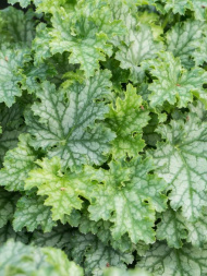Гейхера Лайм Свиззл (Lime Swizzle) Гейхера Лайм Свиззл (Lime Swizzle)