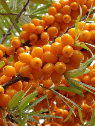 Облепиха Тенга