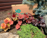 Бокс "Огненный"