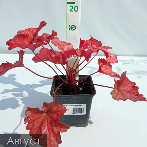 Бокс "Огненный" купить с доставкой Бокс "Огненный" купить с доставкой