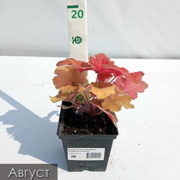 Бокс "Огненный" купить с доставкой Бокс "Огненный" купить с доставкой