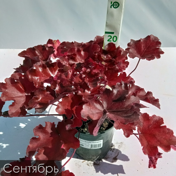 Бокс "Огненный" купить с доставкой Бокс "Огненный" купить с доставкой