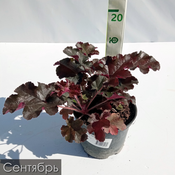 Бокс "Огненный" купить с доставкой Бокс "Огненный" купить с доставкой