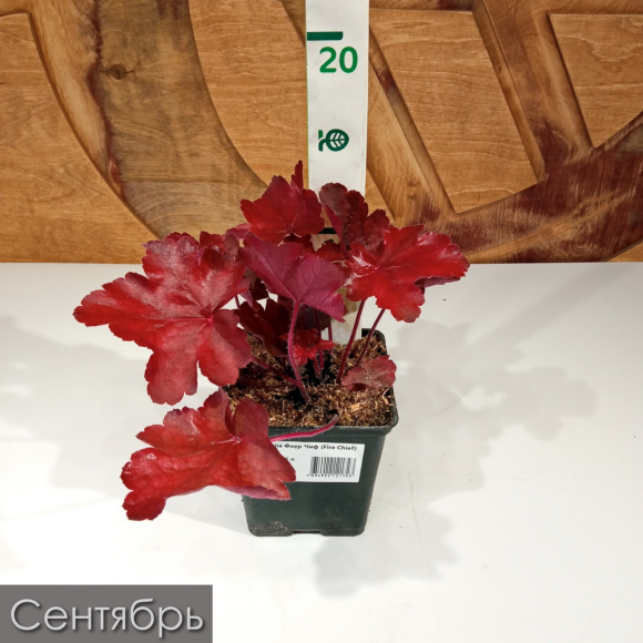 Бокс "Огненный" купить с доставкой Бокс "Огненный" купить с доставкой