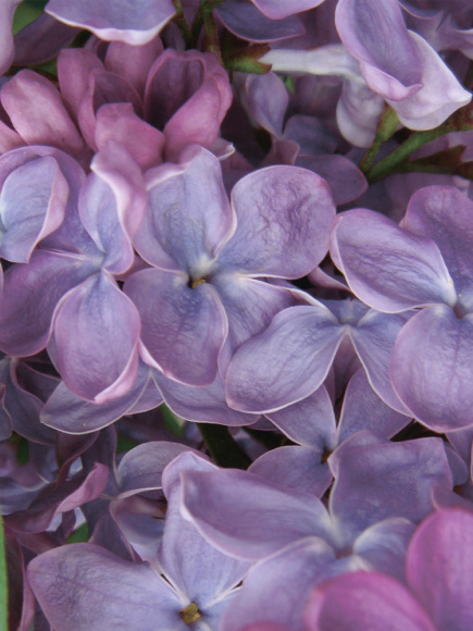 Сирень Президент Греви (President Grevy) купить с доставкой