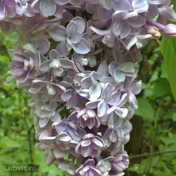 Сирень Президент Греви (President Grevy) купить с доставкой Сирень Президент Греви (President Grevy) купить с доставкой