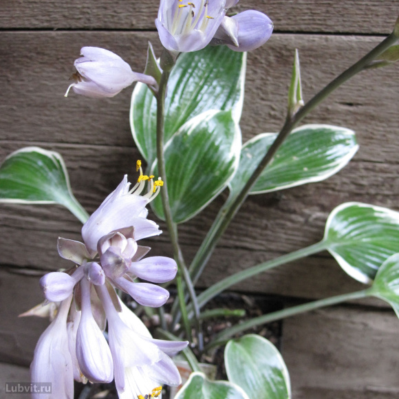 Хоста Эль Нино (El nino) [M] купить с доставкой