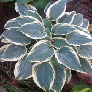 Хоста Эль Нино (El nino) [M]