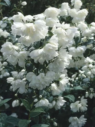 Чубушник Снежная Буря