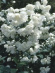 Чубушник Снежная Буря купить с доставкой