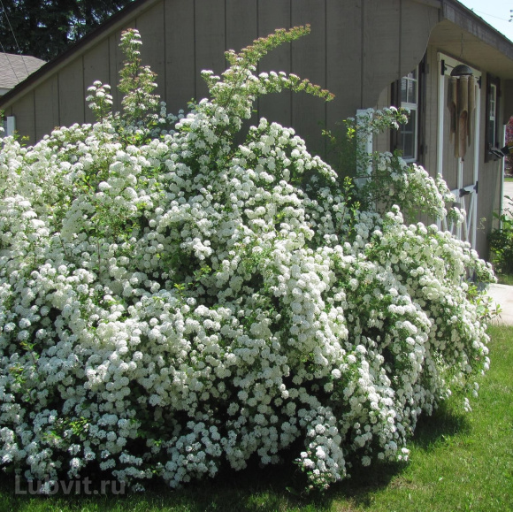 Чубушник Снежная Буря купить с доставкой