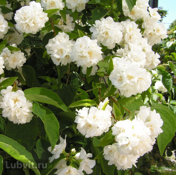 Чубушник Снежная Буря купить с доставкой