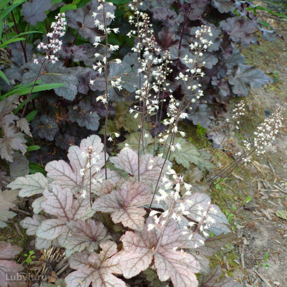 Гейхерелла Гансмоук (Gunsmoke) купить с доставкой