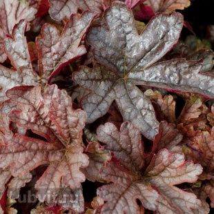 Гейхерелла Гансмоук (Gunsmoke)