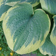 Хоста Роберт Фрост (Robert Frost) [L]