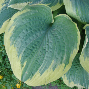 Хоста Роберт Фрост (Robert Frost) [L]