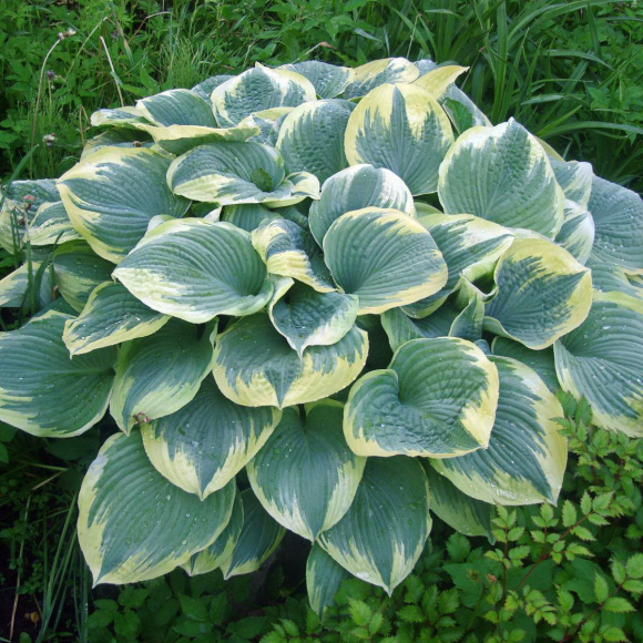 Хоста Роберт Фрост (Robert Frost) [L] купить с доставкой