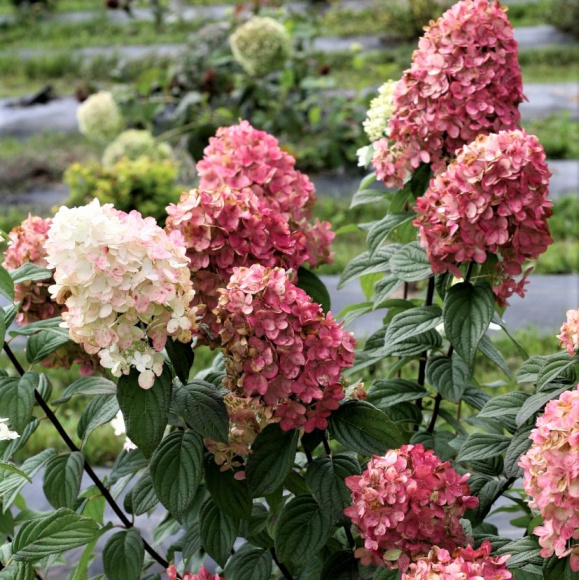 Гортензия Файер Лайт (Fire Light) метельчатая купить с доставкой