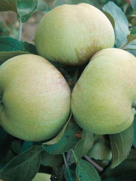 Яблоня Богатырь купить с доставкой