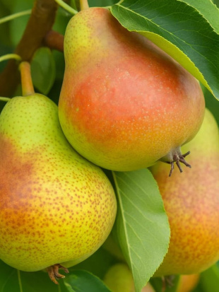 Груша Сказочная