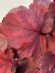 Гейхера Роял Руби (Royal Ruby) купить с доставкой