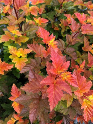 Пузыреплодник Мэджик Болл (Magic Ball)