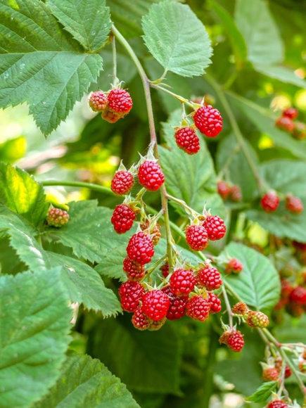 Малина Малиново-поляничный гибрид купить с доставкой