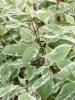 Дерен Сибирика Вариегата (SIBIRICA VARIEGATA)