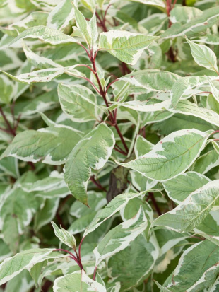 Дерен Сибирика Вариегата (SIBIRICA VARIEGATA)