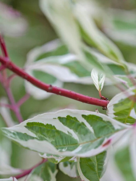 Дерен Сибирика Вариегата (SIBIRICA VARIEGATA) купить с доставкой