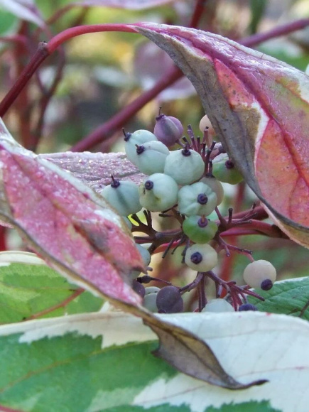Дерен Сибирика Вариегата (SIBIRICA VARIEGATA) купить с доставкой