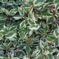 Дерен Сибирика Вариегата (SIBIRICA VARIEGATA) Дерен Сибирика Вариегата (SIBIRICA VARIEGATA)