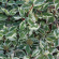 Дерен Сибирика Вариегата (SIBIRICA VARIEGATA) купить с доставкой